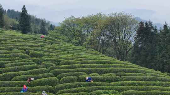 茶园采茶，春茶