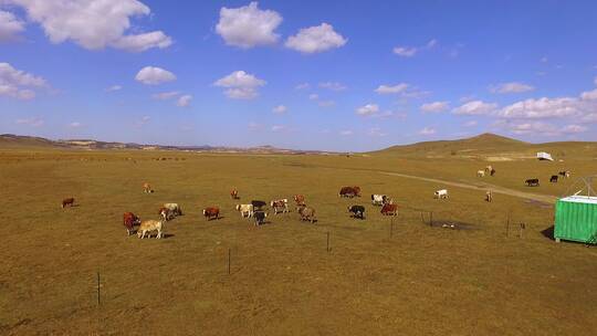 航拍乌兰布统草原秋色牧场上的牛群