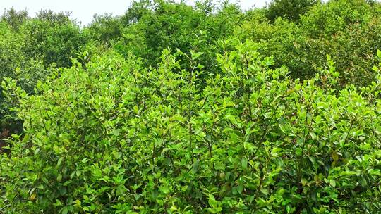 茶油树种植基地