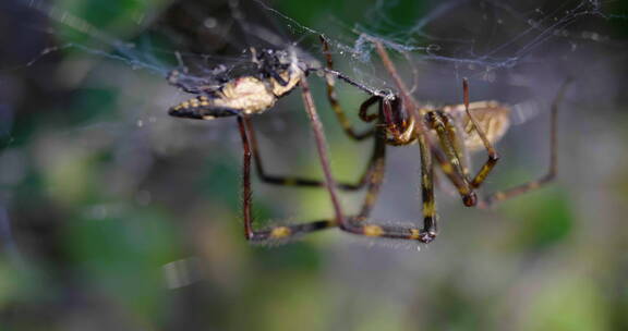 蜘蛛网上的蜘蛛捕猎特写镜头