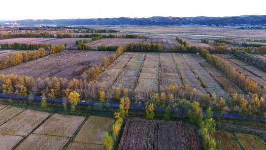 北方荒漠田野庄稼地