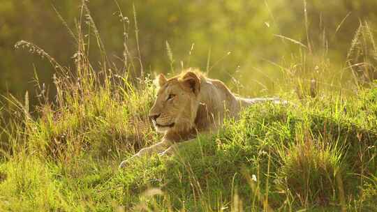 Maasai Mara，狮子，肯尼亚，草