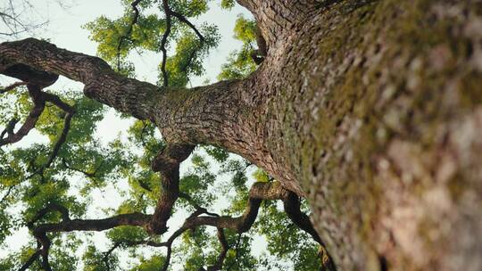 4K拍摄千年古树参天大树视频素材模板下载