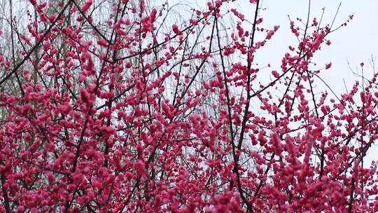 春天梅花盛开，鸟儿在红梅枝头的场景实拍