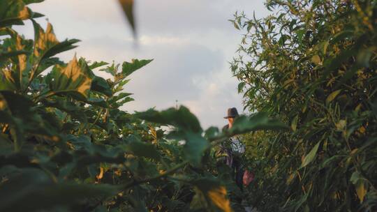 女人在农场采摘有机蔬菜
