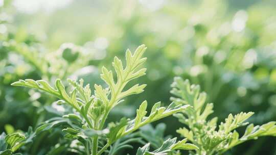 艾草植物特写