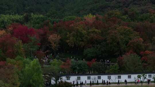 层林尽染苏州天平山赏枫（航拍视频素材）