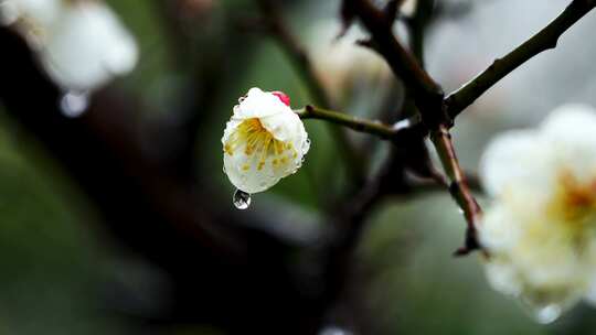 雨中梅花花朵特写,梅花花瓣上的雨滴水珠