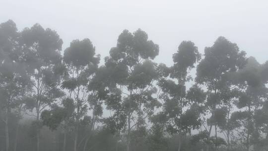 航拍树林云雾缭绕清晨森林雾天自然生态风光