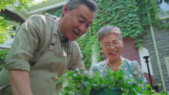 老年夫妇在院子里修剪花草