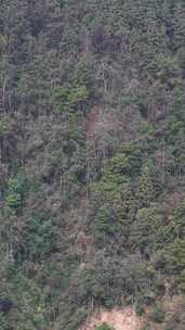 竖版航拍秋天森岭枯黄植物树枝树叶