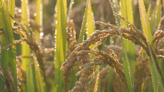 夏日秋后成熟的水稻田水稻视频素材模板下载