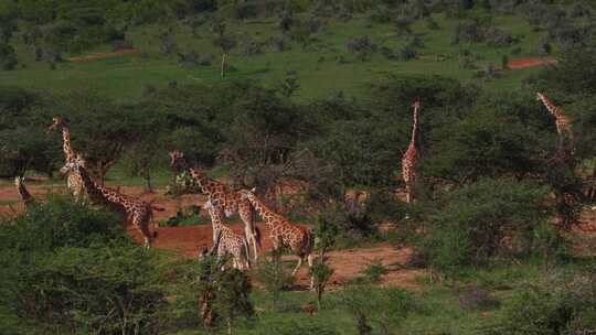 Giraffe，Safari，森林，肯尼