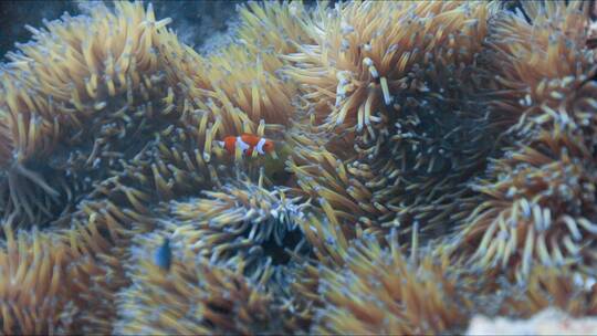 小鱼在珊瑚礁上游泳的慢镜头