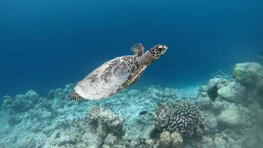 海龟在珊瑚礁旁的蓝色海水中游动