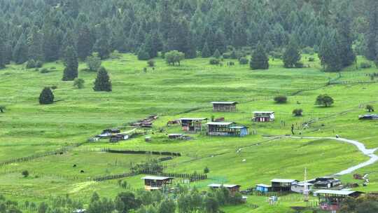 航拍西藏旅游林芝鲁朗高山牧场草地房屋