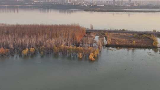 山西平陆大天鹅景区