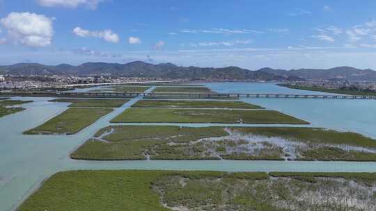 惠州盐洲海洋湿地公园-红树林湿地风光