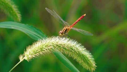 大自然微距蜻蜓微距素材翅膀挥动视频素材模板下载