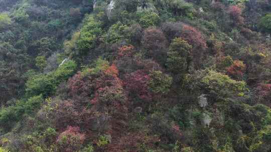 航拍秦岭秋天景色 秦岭 秋季