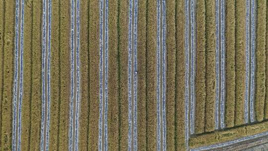 农民在稻田中辛勤的耕种视频素材模板下载