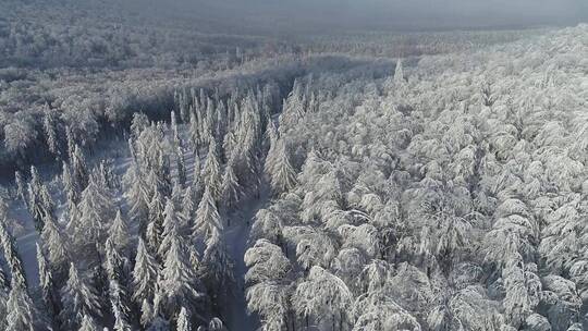 航拍积雪覆盖的山峰 森林树林