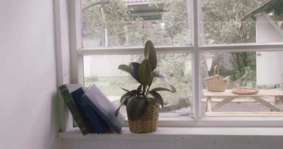 窗边的盆栽植物