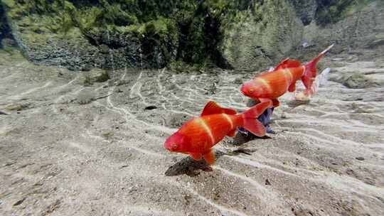 济南七十二名泉水下摄影