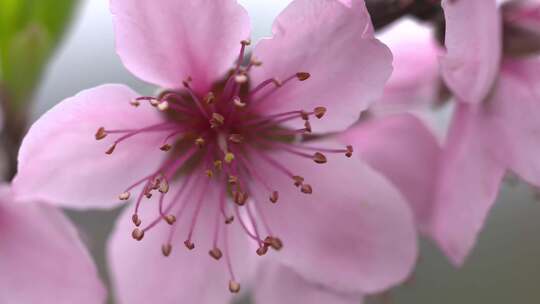 湖南花恒县山桃高清特写实拍