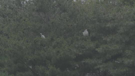 苍鹭栖息地LOG视频素材