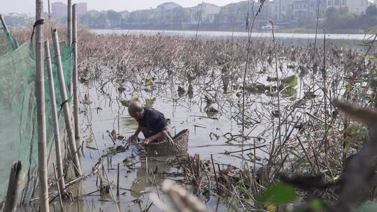 渔民采河蚌LOG视频素材