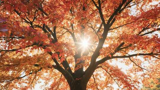 秋日阳光下的红枫树