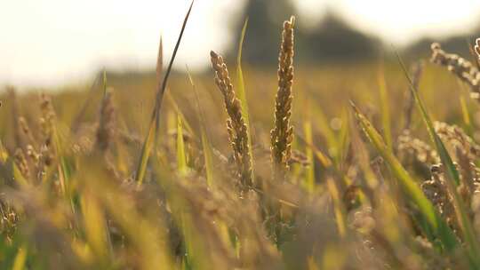 清晨阳光照耀在水稻上，逆光拍摄成熟的水稻