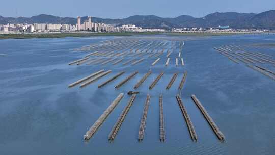 生蚝海上养殖场壮观景象