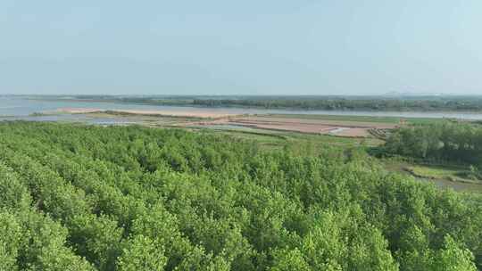 长江河流湿地生态环境绿色植被树林