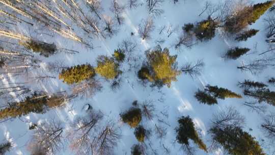 白雪覆盖的土地上的松树俯视图