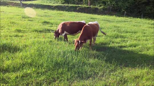 实拍牛在田野吃草