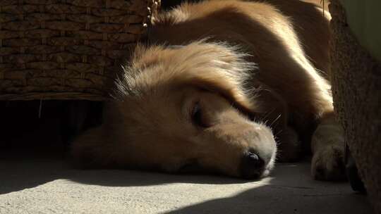 趴在地上晒太阳的金毛犬
