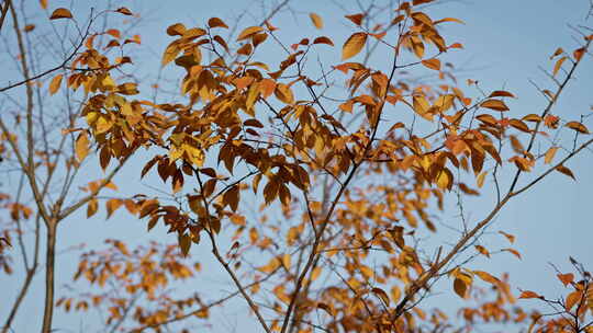 钢筋水泥的城市里秋天树木的黄叶