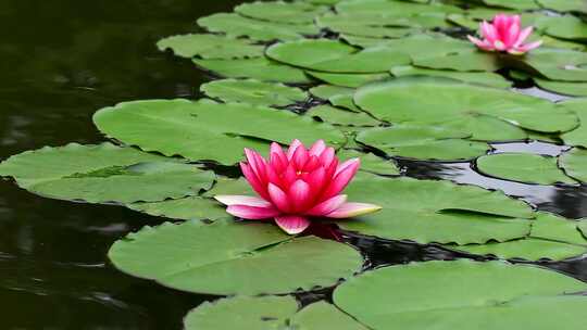 夏天池塘中的睡莲花特写镜头