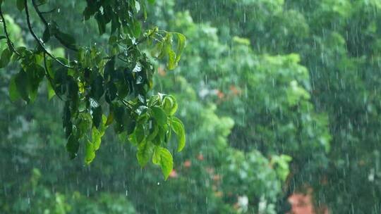 暴雨下的树叶，雨滴滴落唯美视频素材