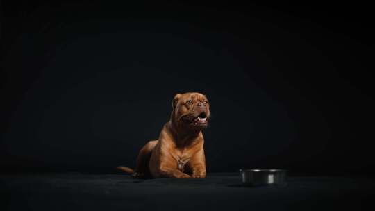 Dogue De Bordeaux，狗，