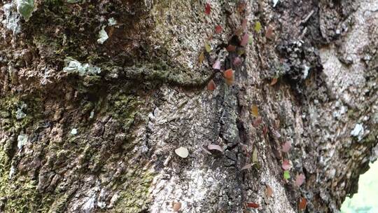 蚂蚁背着树叶在树上爬行视频素材模板下载