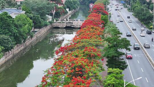 中国佛山市顺德区新桂南路凤凰花