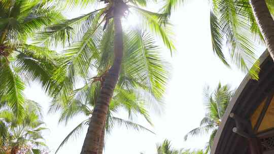 海边沙滩椰子树热带风景