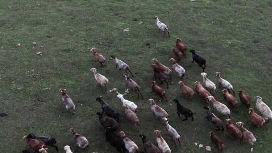 航拍草原上的羊群
