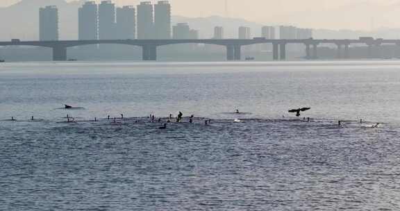 杭州双浦钱塘江五丰岛生态环境鸬鹚越冬风光