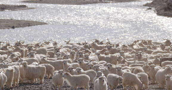 河滩上的羊群