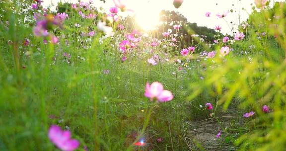 逆光唯美花丛花朵