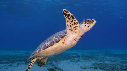 海底一只大海龟【4K】